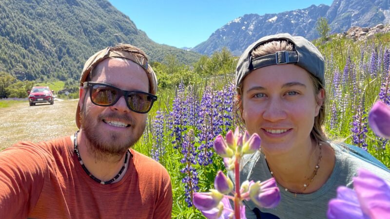Lupinen am Straßenrand