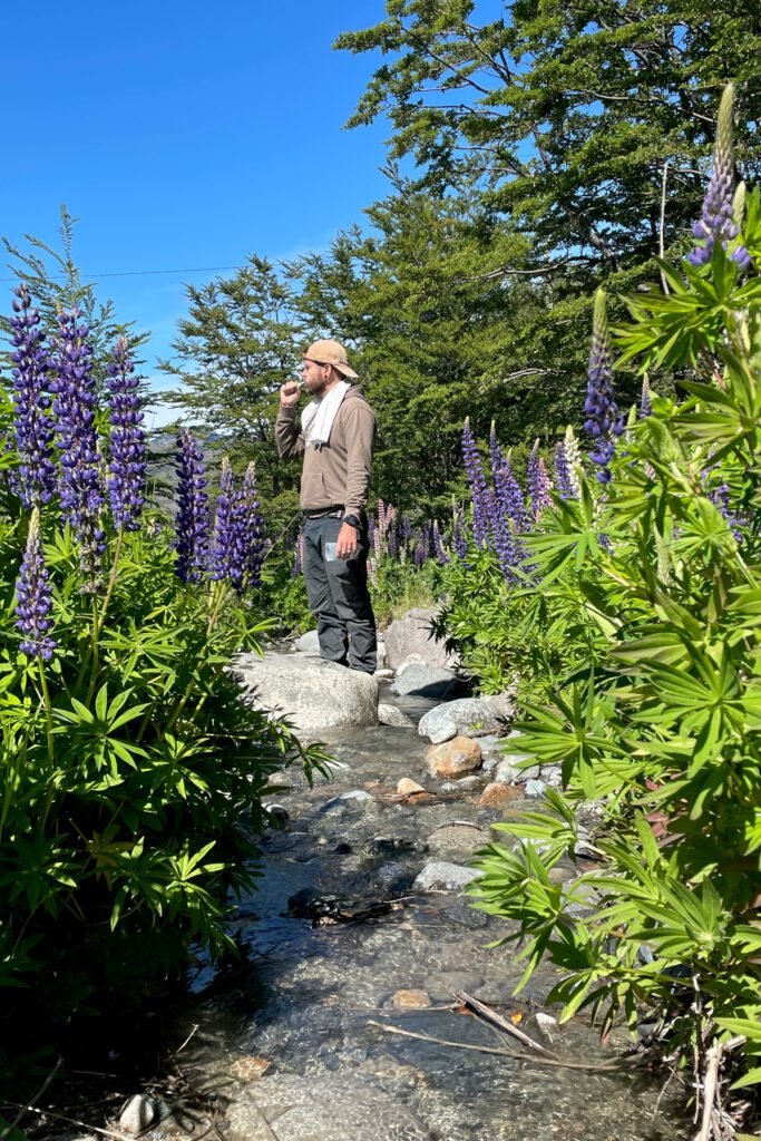 Zähne putzen zwischen Lupinen