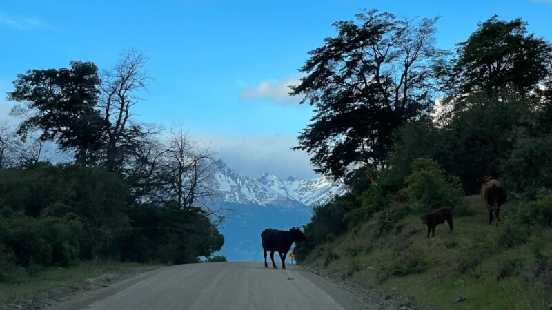 Tiere auf der Fahrbahn