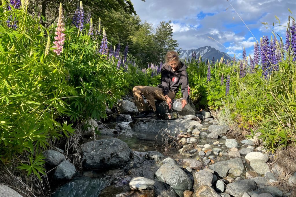 Abwasch im Fluss umgeben von Lupinen