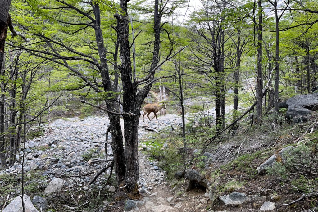 Ein Hirsch kreuzt unseren Weg