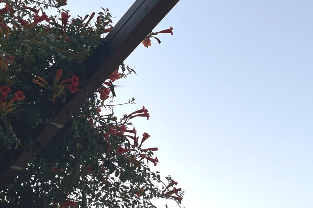 Kolibri zwischen den Blüten