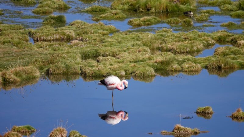 Ein Andenflamingo im Wasser