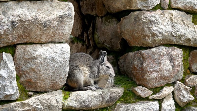 Ein "Hase" beim Machu Picchu