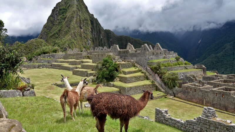 Lamas in den Ruinen