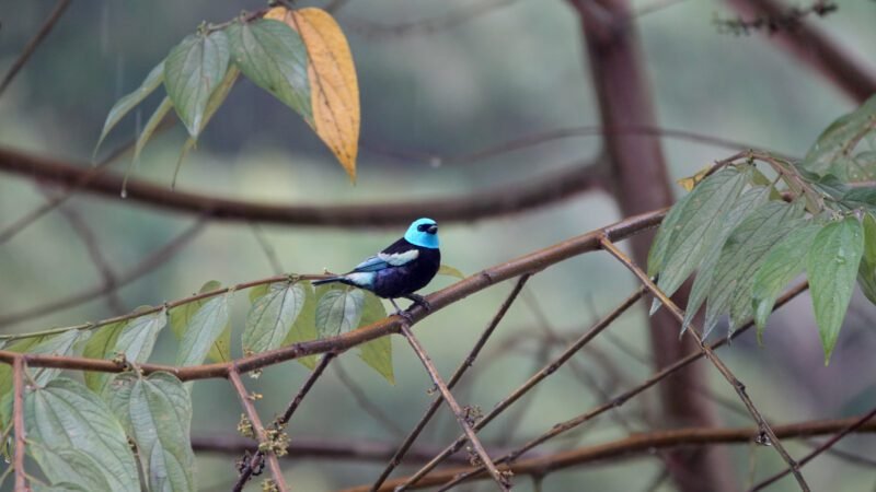 Schöner Vogel in Aguas Calientes