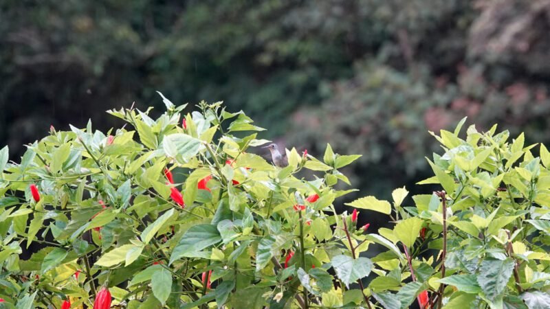 Ein Kolibri - nicht einfach zu fotografieren