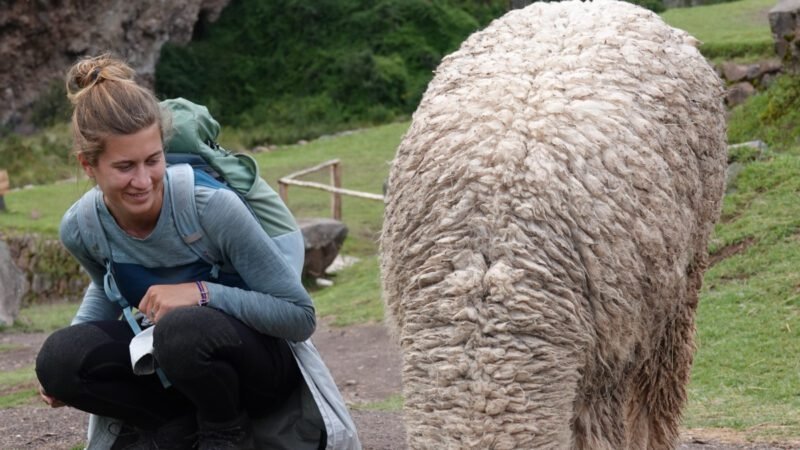 Noch mehr Lamas