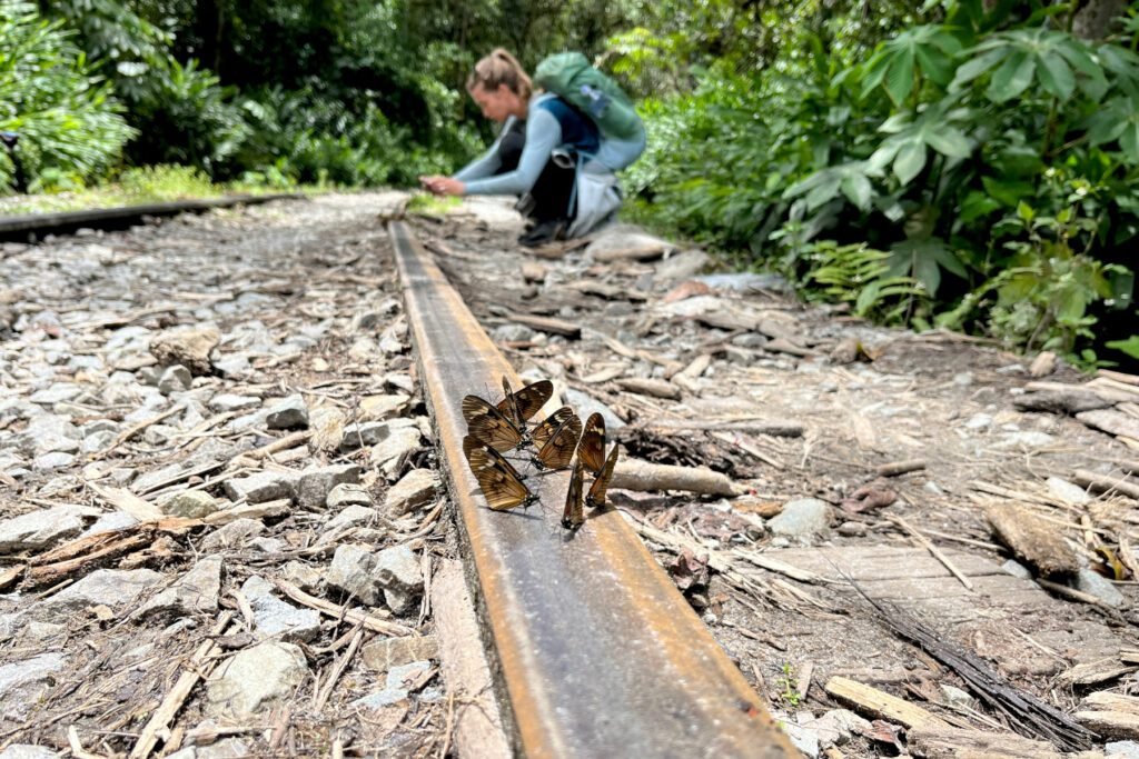 Viele Schmetterlinge auf dem Rückweg