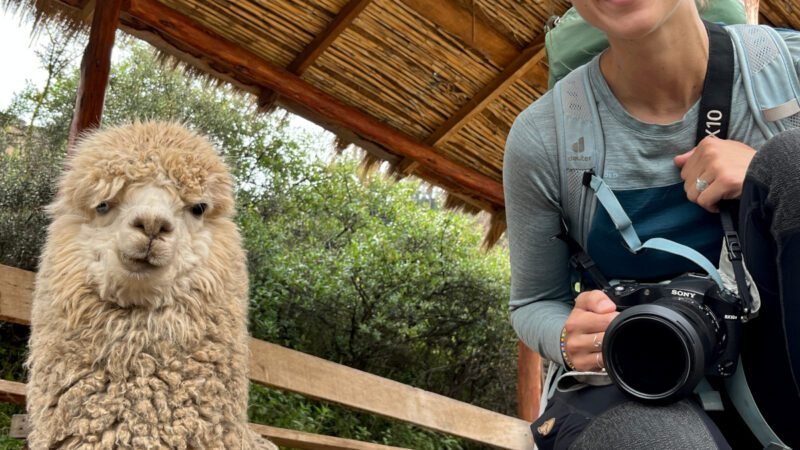 Flauschiges Lama