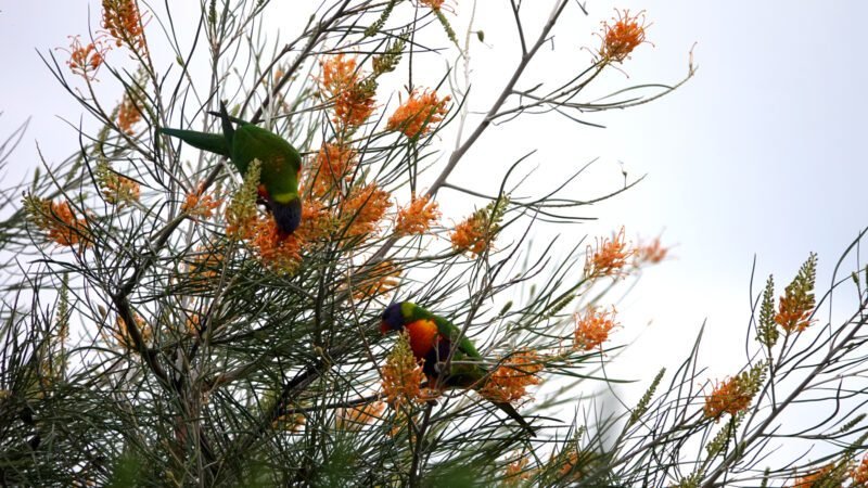 Schön sie beim Fressen zu beobachten