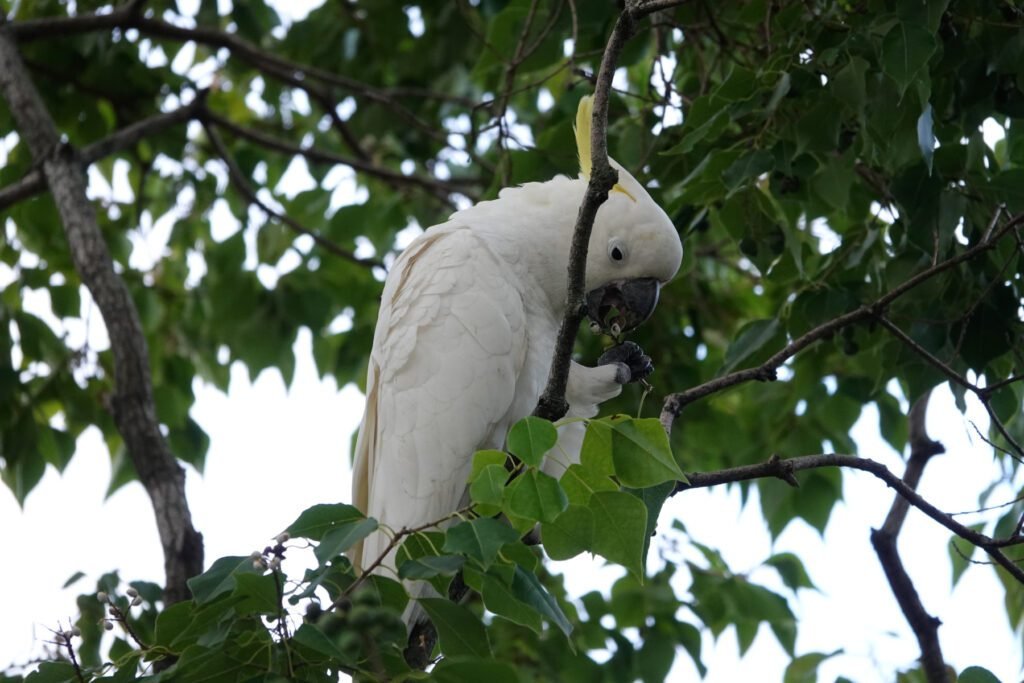 Mitten in Sydney begegneten wir unseren ersten Kakadus - Sie sind überall
