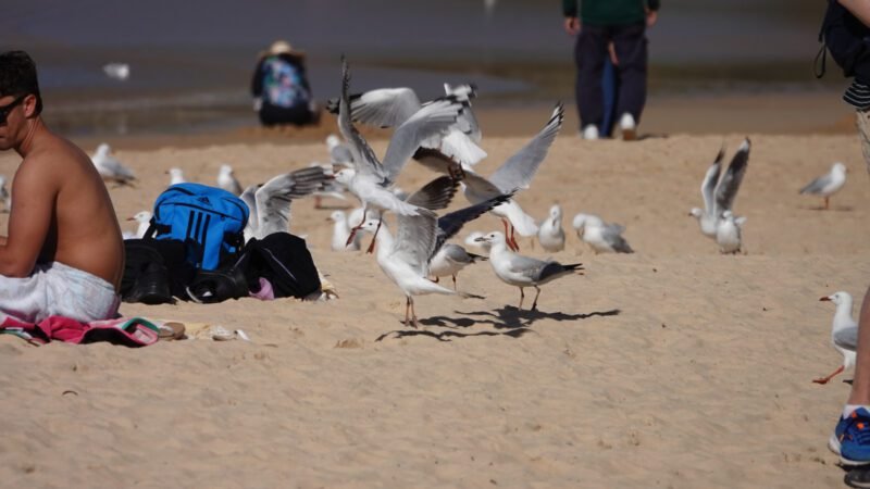 Meins, Meins, Meins...