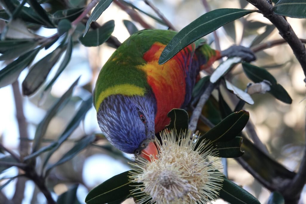 Ein Lori am Nektar futtern