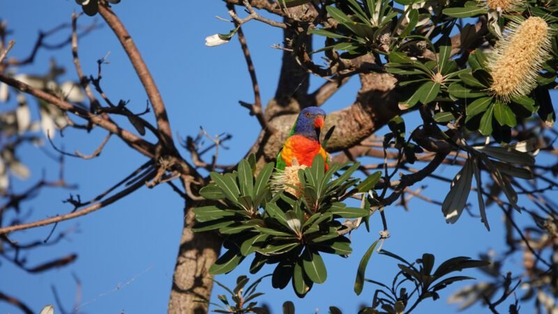 Ein Lori sitzt im Baum