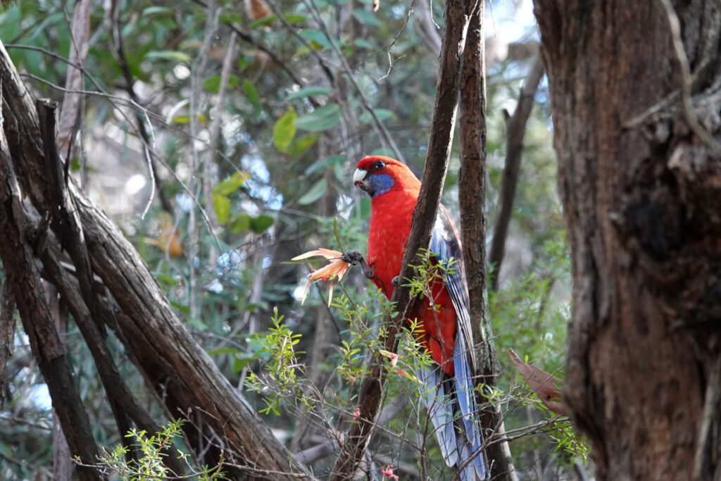 Die vielen bunten Vögel fallen uns wirklich auf
