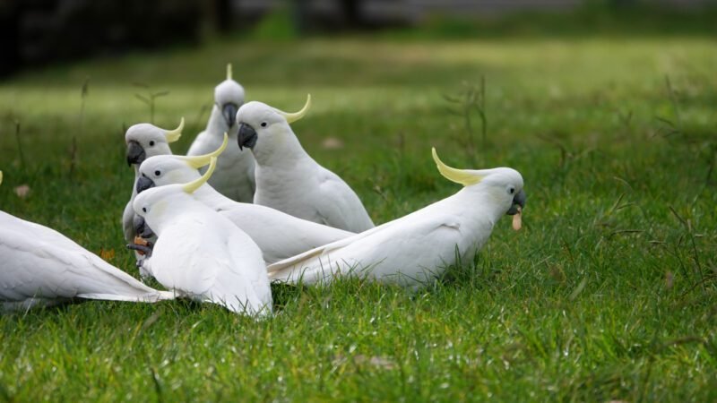 Und überall niedliche Kakadus