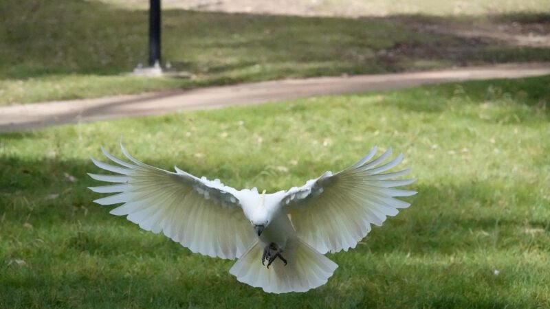 Kakadu im Landeanflug