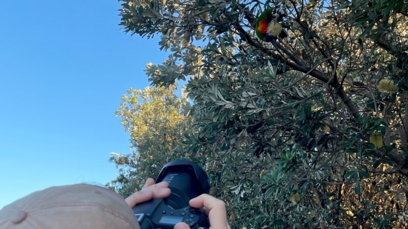 Die weniger scheuen Loris lassen sich super fotografieren