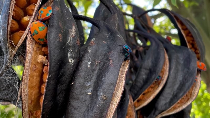 Bunte Käfer im Baum
