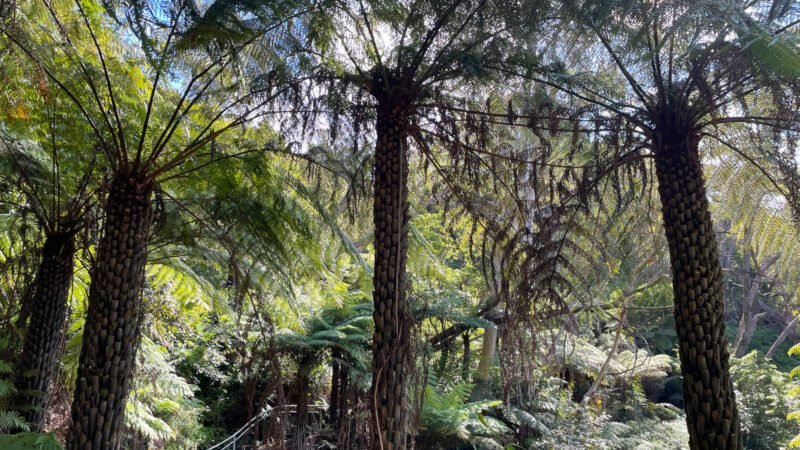 Baumkronen bei den Blue Mountains