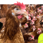 Arbeiten in Australien