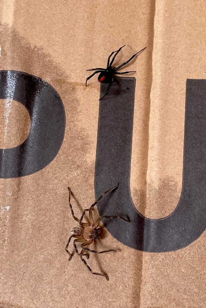 Bei Kartons musste man besonders vorsichtig sein.. (o. Redback, u. Huntsman)