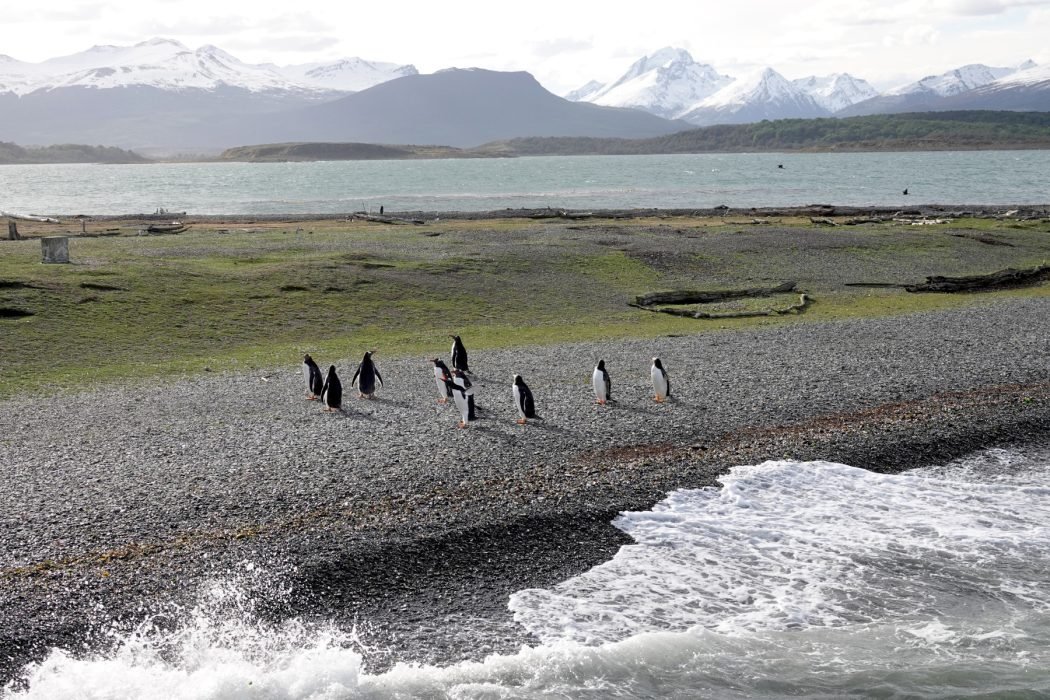 Eine Gruppe Pinguine auf Martillo Island
