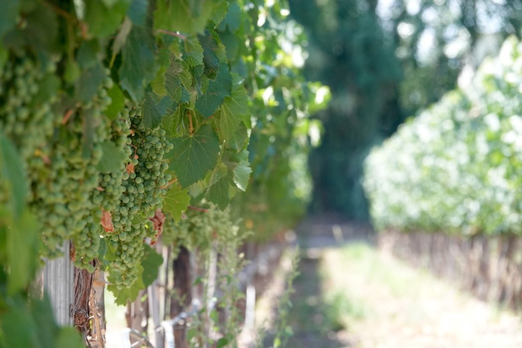 Weinreben auf dem Gut Nieto Senetiner
